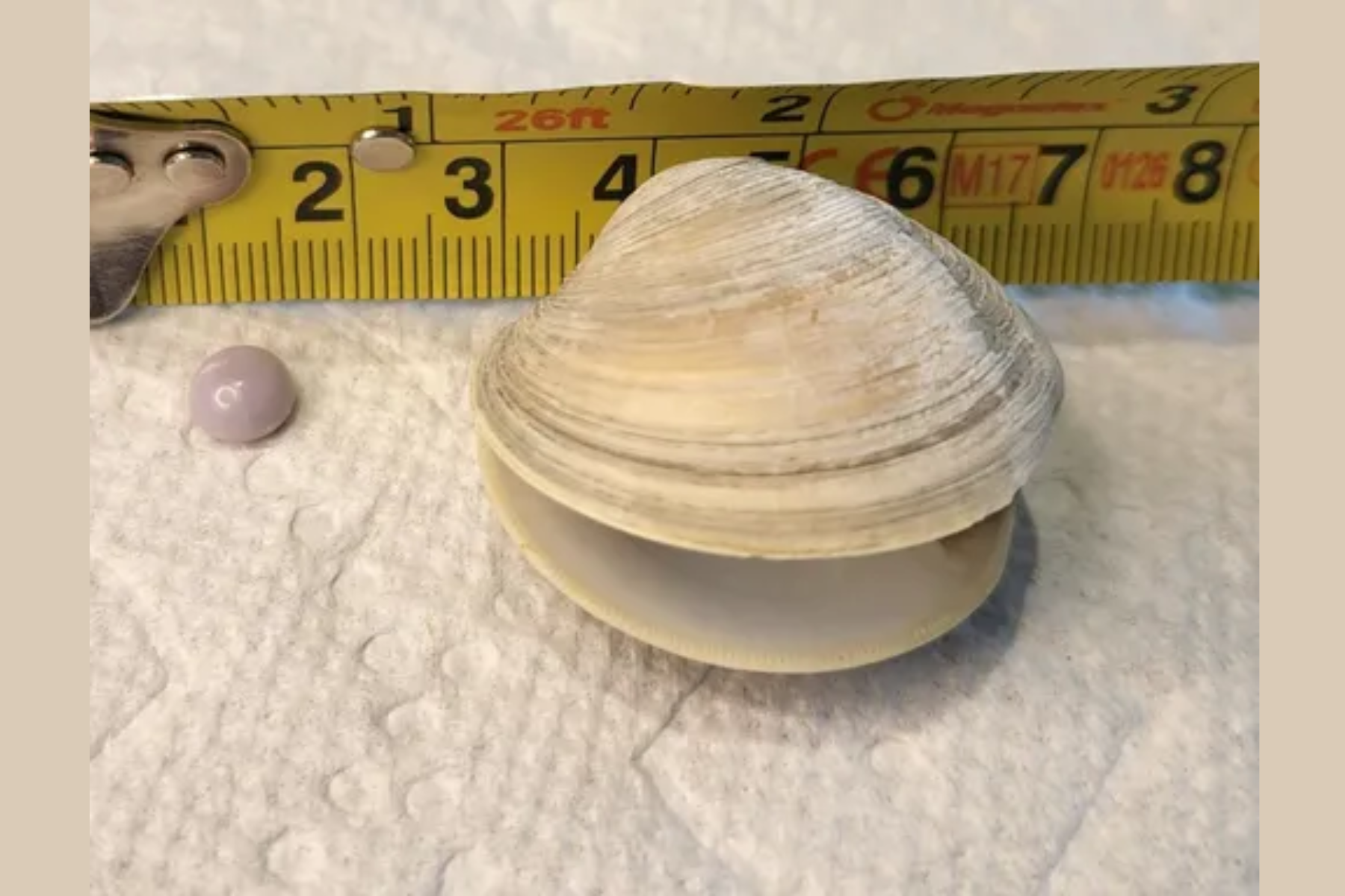 A Delaware Man Discovers A Rare Purple Pearl While Enjoying A $14 Appetizer