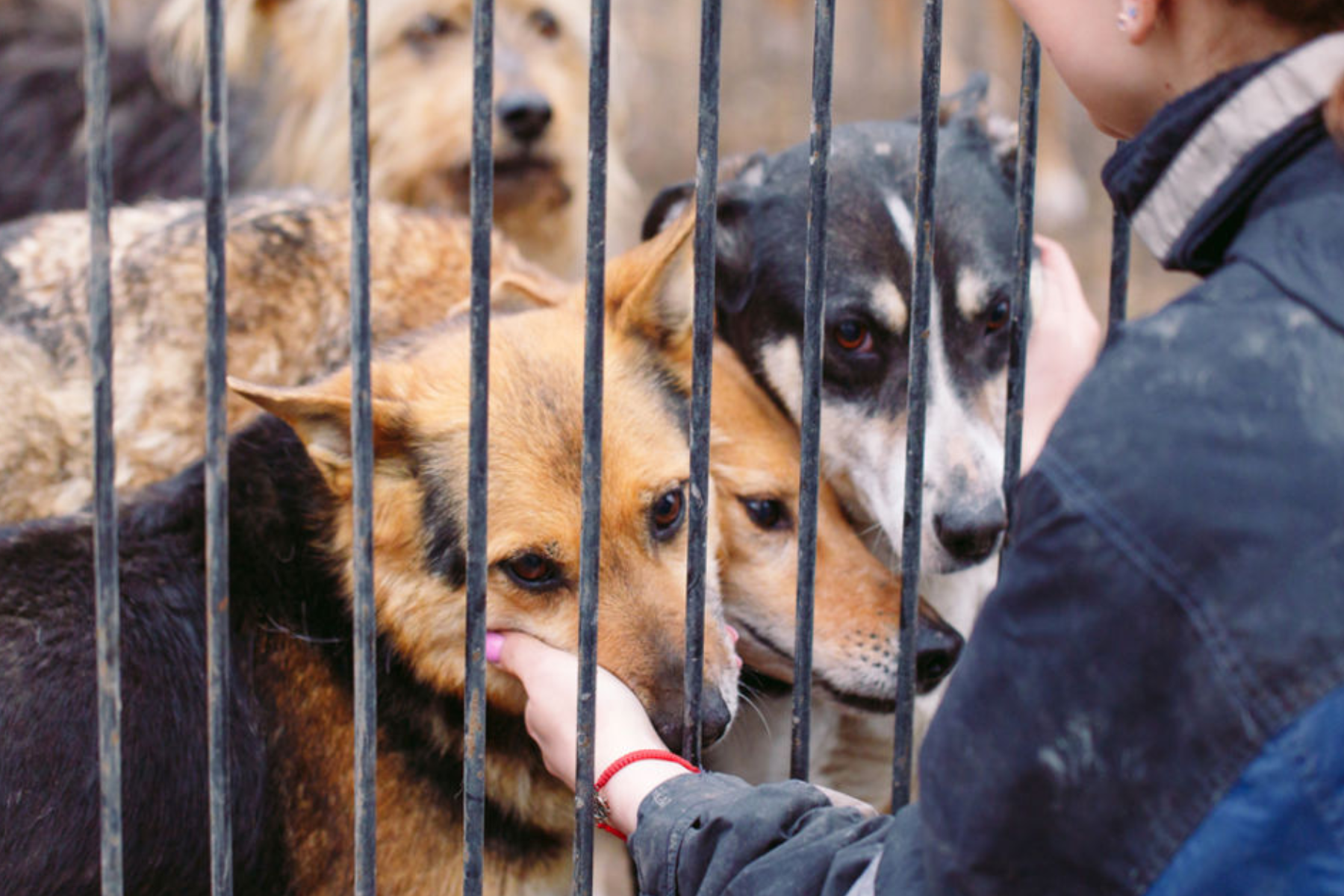 A woman rubs the dogs in a cage