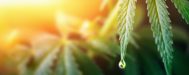 A cannabis leaf hit by sun rays dropping CBD oil from its tip