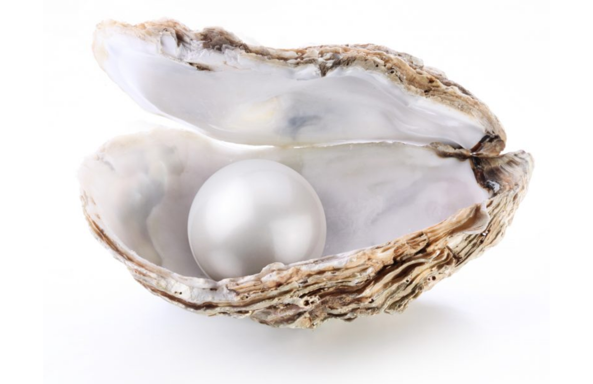 A pearl inside its oyster seashell