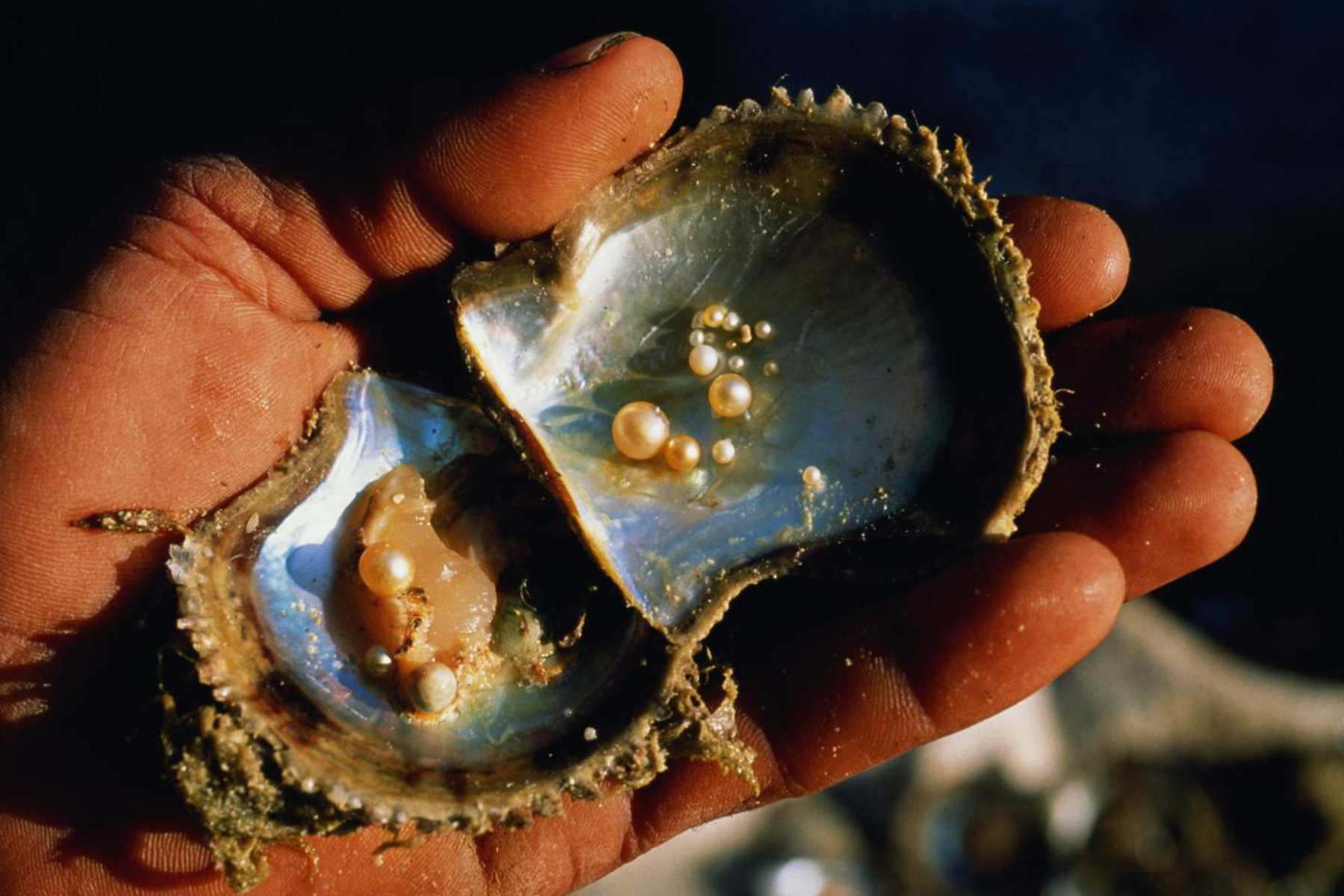 A man's hand holding an oyster encrusted with pearls