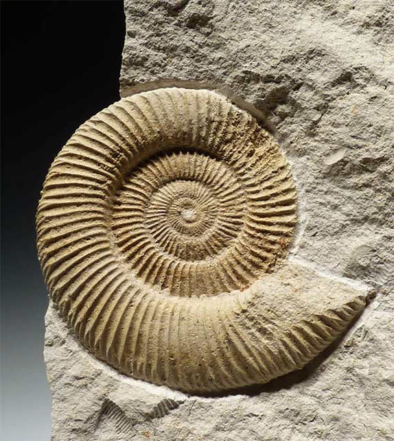 Ammonite stone