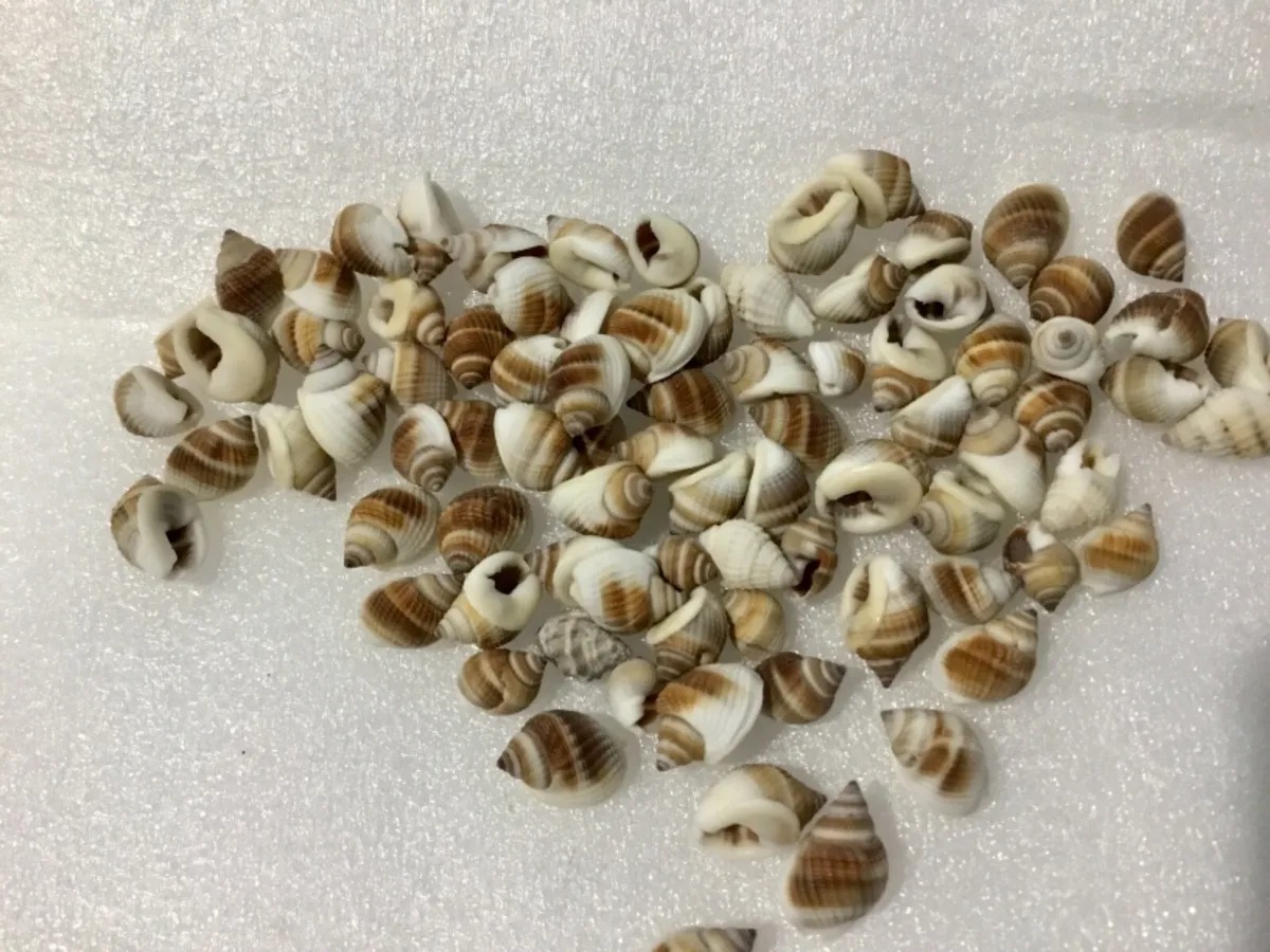 Natural Sea Shell Conch
