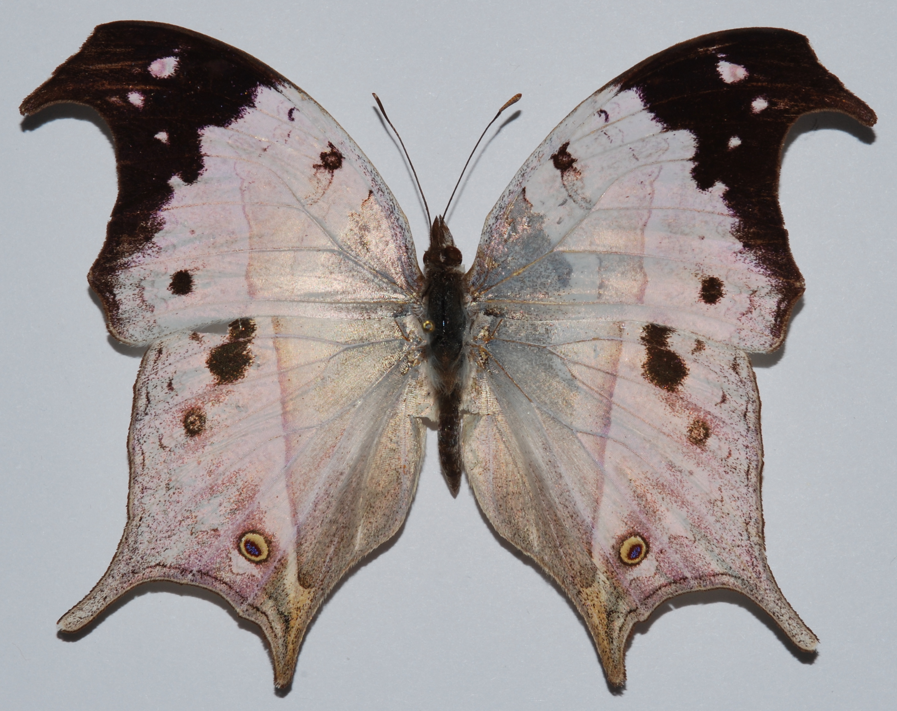 Malagasy Mother-Of-Pearl Butterfly