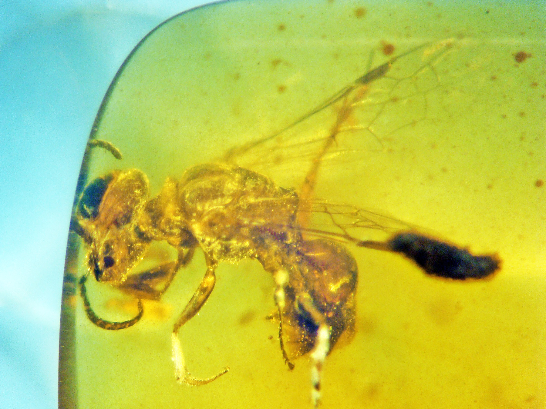 A Bee From the Age of Dinosaurs