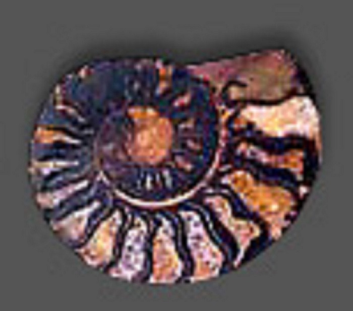 An ammonite with a cephalopod fossil and with its lines in black