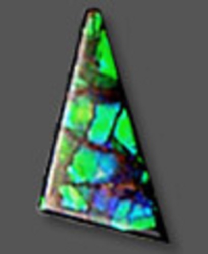 A polished ammolite shaped like an acute triangle with big blue-green patches