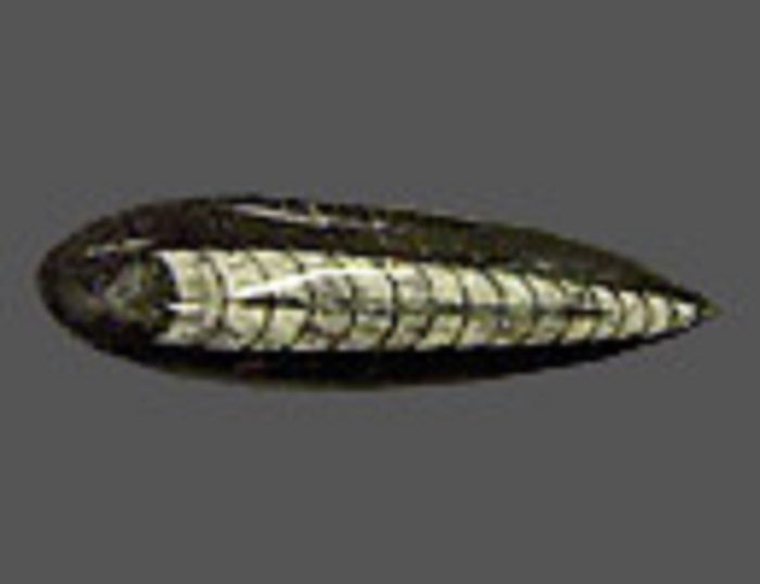 A long black Orthoceras with a pointed end and a scale-like cephalopod fossil in the middle