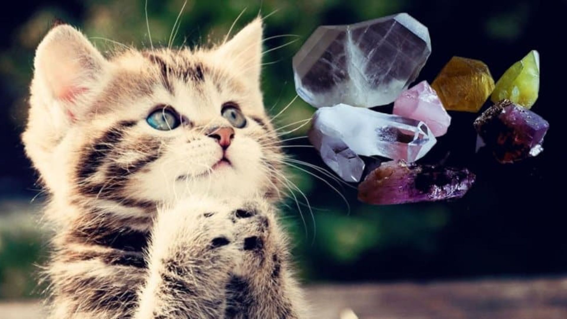 What Is The Use Of Gemstones In Pet Therapy And Animal Healing?